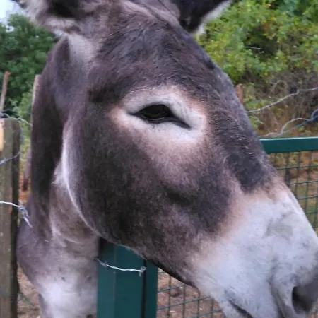 Chez Niki Feriehus Rieutort