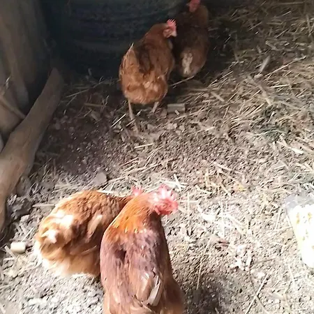 Chez Niki Rieutort-de-Randon