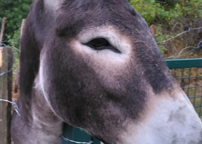 Chez Niki 度假居 Rieutort